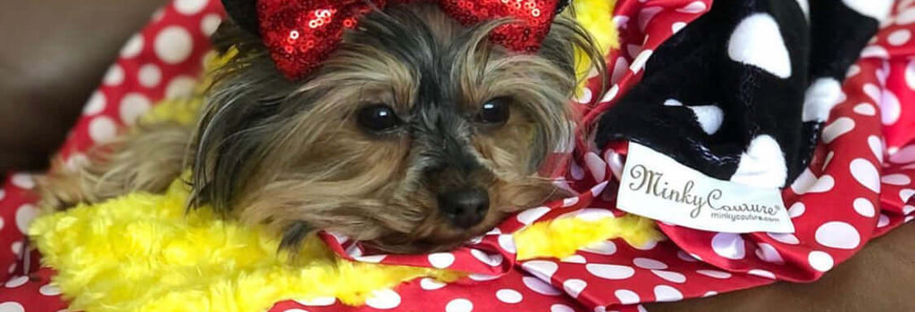 Quarantine Challenge - Pets Contest Winner 🐶