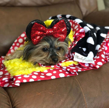 Quarantine Challenge - Pets Contest Winner 🐶: Cute dog in polka dot blanket with mouse ears and red bow on couch.