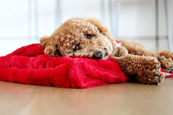 Dog resting on a red blanket, showcasing the cozy comfort of why do dogs sleep under blankets?