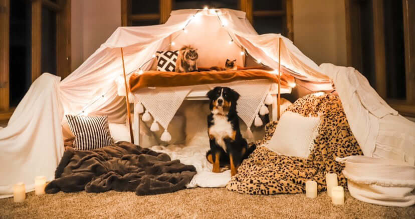 Quarantine Challenge - Blanket Fort Contest Winners ⛺️ featuring a cozy blanket fort with a dog and festive lights.
