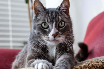 Why do Cat's Knead Blankets? A close-up of a gray cat kneading a blanket.