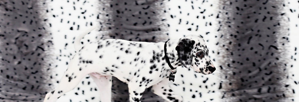 Pets are Minky Couture lovers too! 🐾