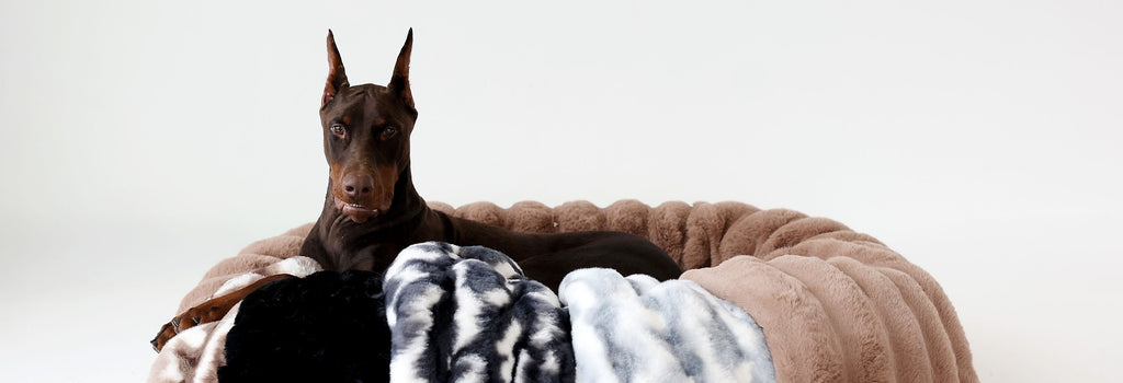 Dog Blanket Guide: Why Dogs Love Them