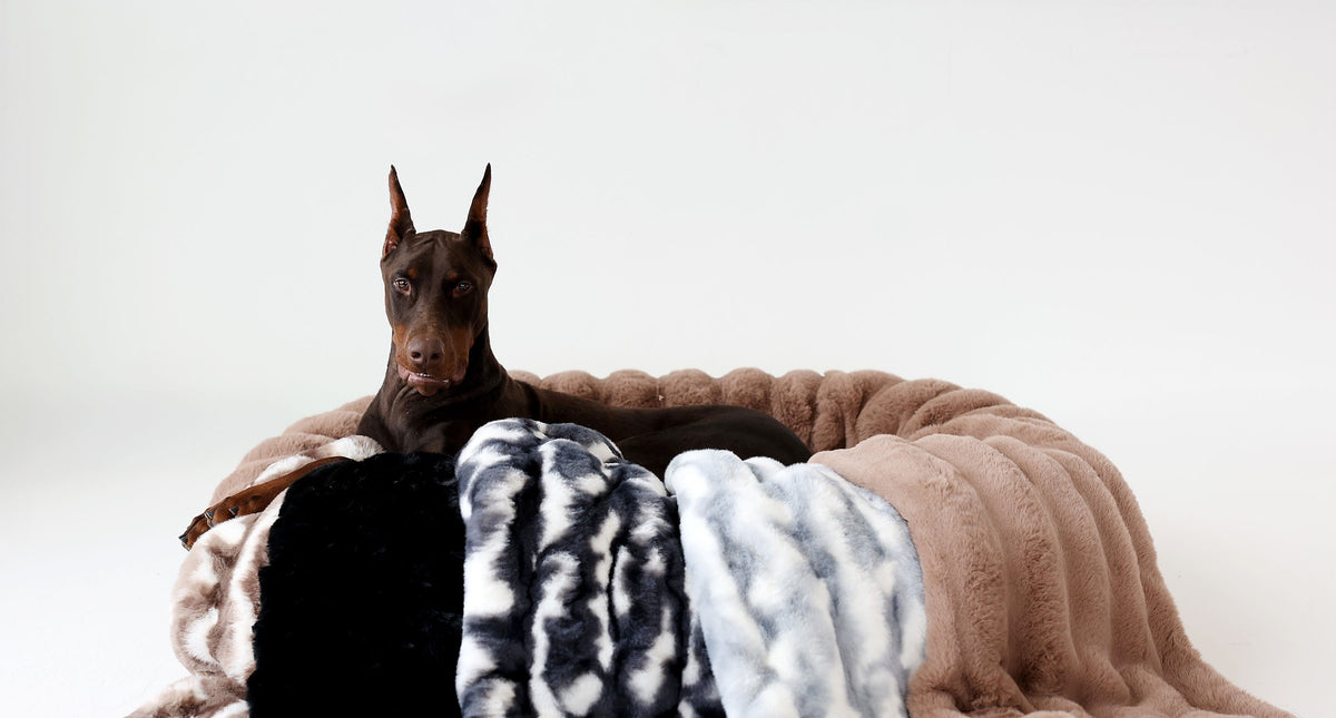 Dog Blanket Guide: Why Dogs Love Them - cozy Doberman on soft blankets.