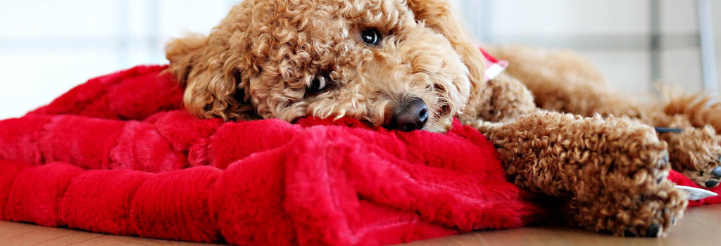 Why Do Dogs Sleep Under Blankets?