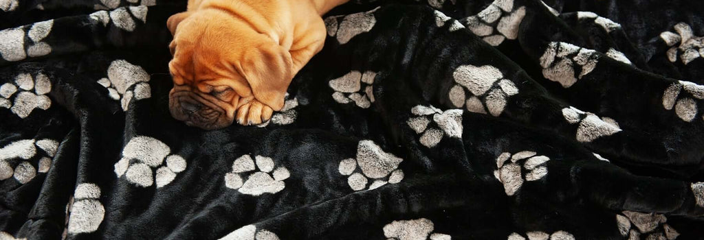 How to Build a Comfortable Dog Bed with a Cozy Blanket