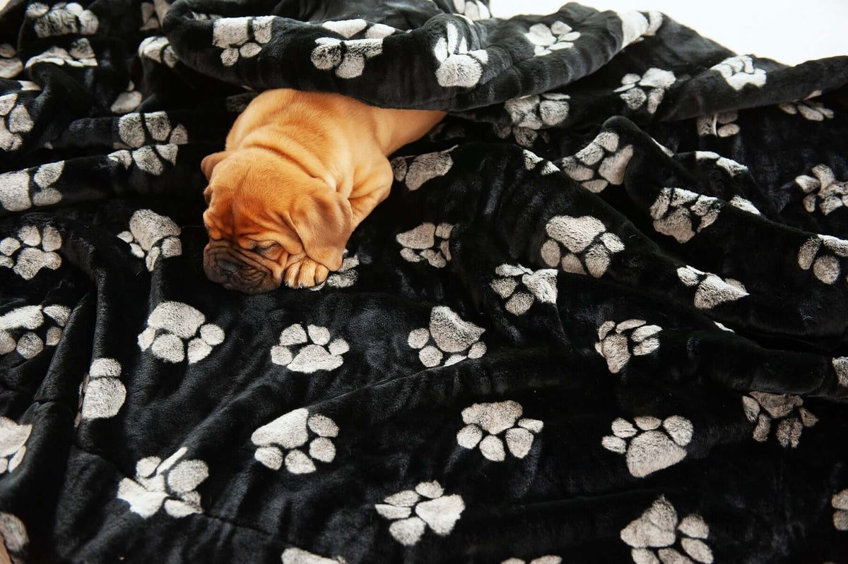 A peaceful puppy sleeping on a cozy blanket, illustrating how to build a comfortable dog bed with a cozy blanket.