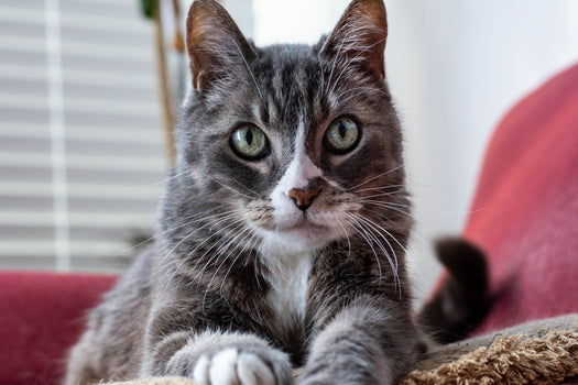 Why do Cat's Knead Blankets?