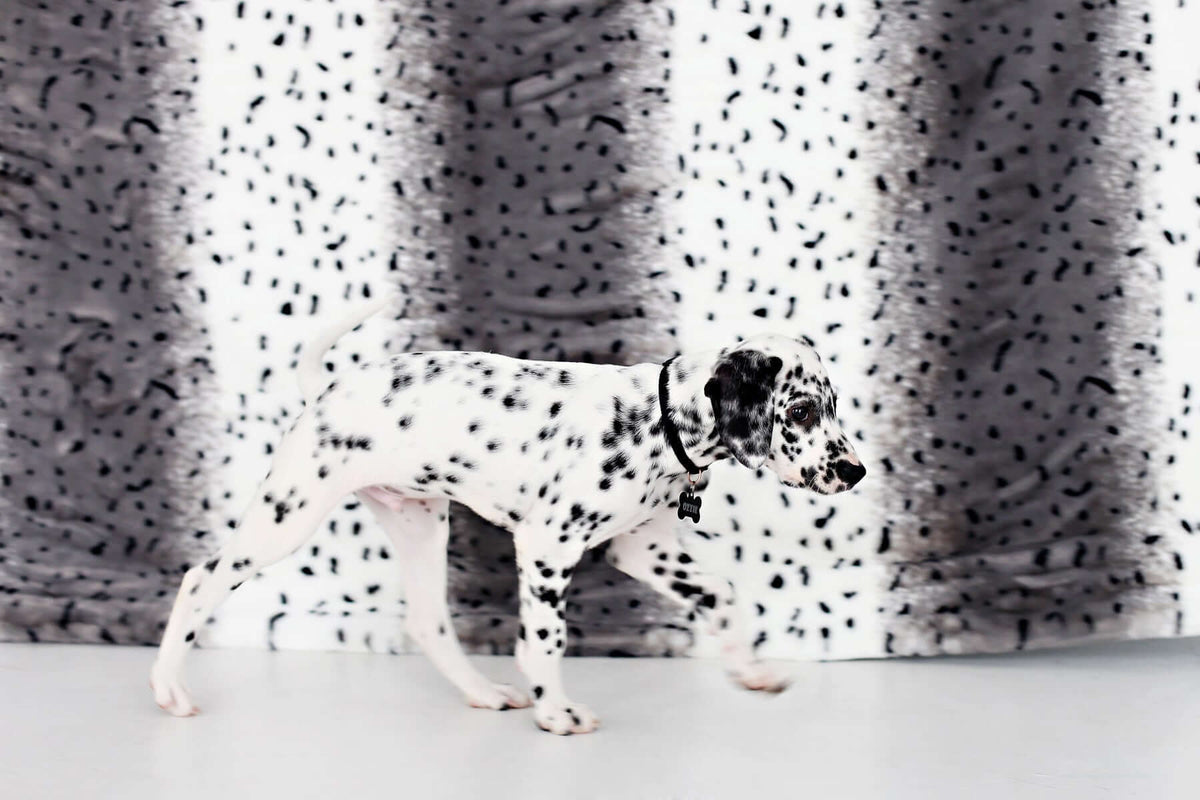 A Dalmatian puppy walking in front of a Minky Couture blanket, emphasizing how pets are Minky Couture lovers too!