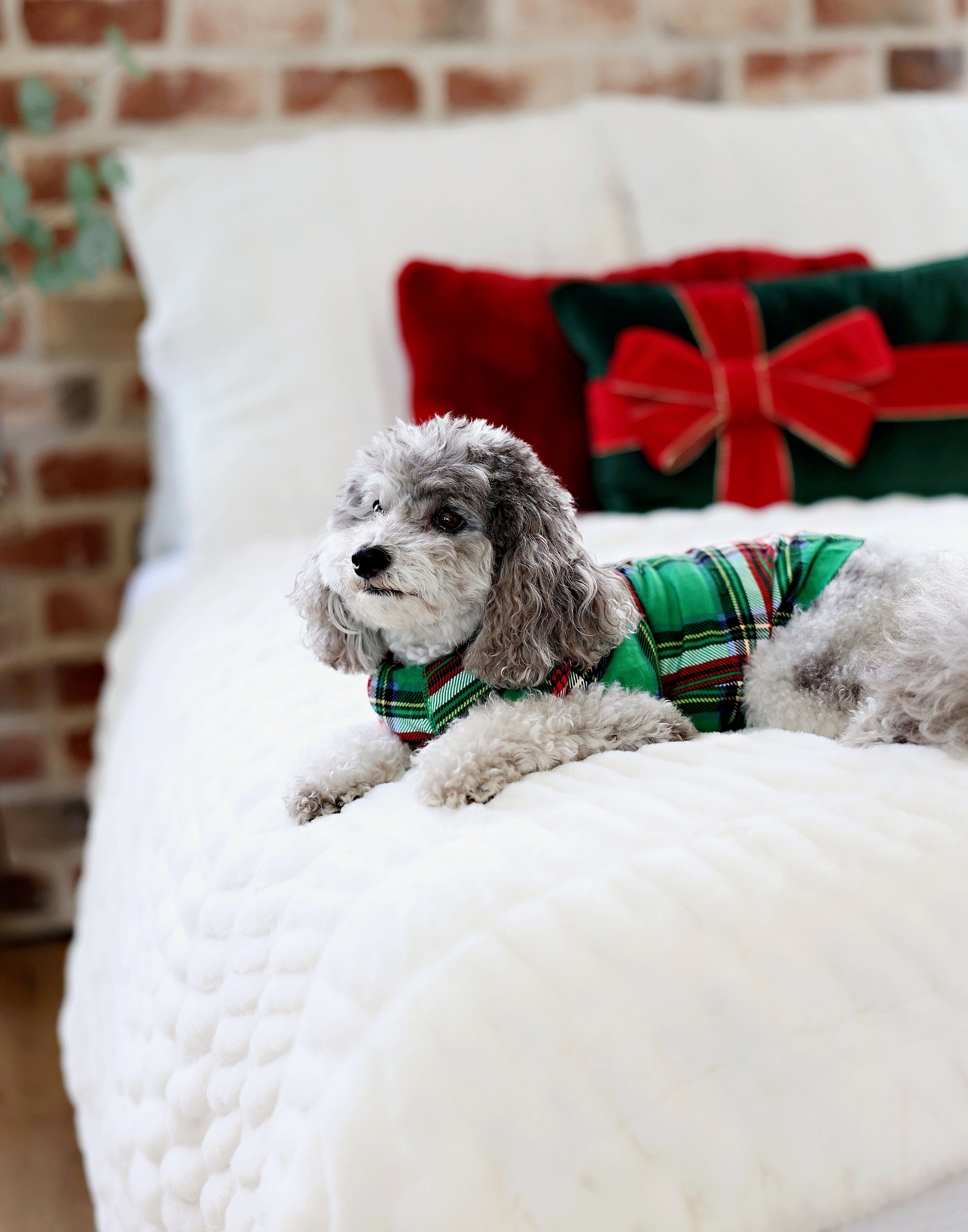 Pet Couture | Pet Pajamas