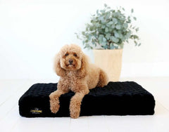 Black Crinkle Pet Crate Pad cover showcasing a cozy dog on a stylish crate pad with a plant in the background.