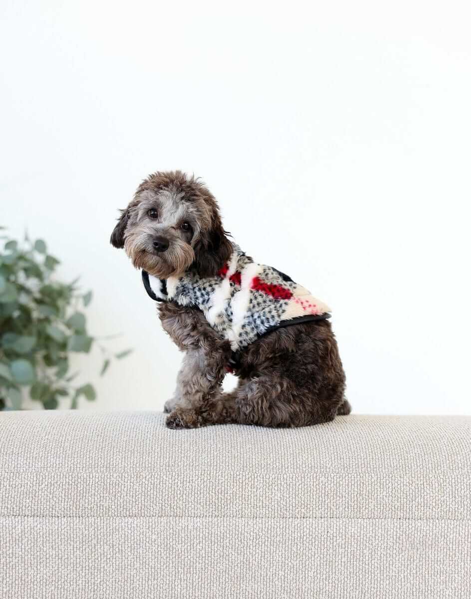 Pet Vest in City Plaid/Cream on a small dog lounging on a couch, showcasing its soft and stylish design.
