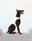 Cream/Dark Brown Pet Vest on a Doberman, showcasing its plush reversible design and comfortable fit.