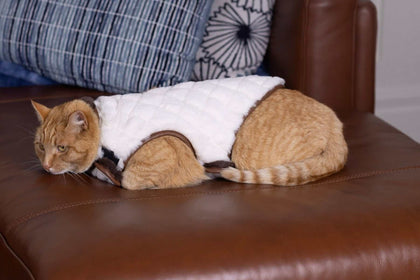 Cream/Dark Brown Pet Vest on an orange cat, showcasing soft and reversible design for comfort.