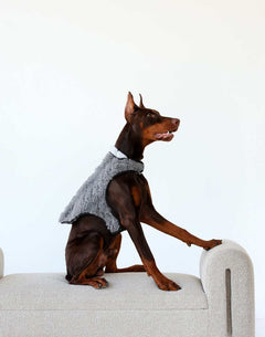 Pet Vest in Dark/Light Gray on a dog sitting stylishly on a couch, showcasing its plush and practical design.