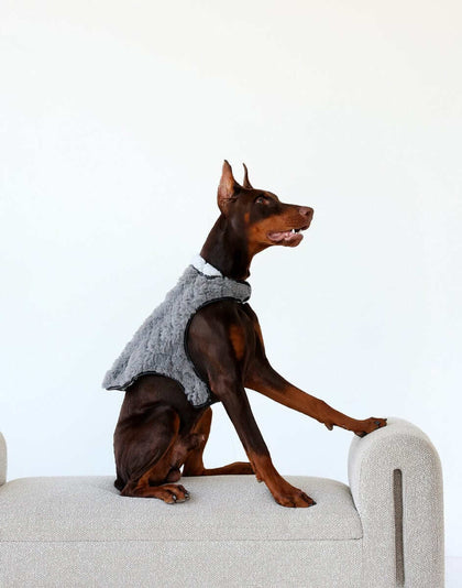 Pet Vest in Dark/Light Gray on a dog sitting stylishly on a couch, showcasing its plush and practical design.