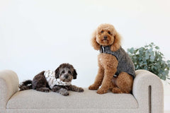Two dogs wearing Dark/Light Gray Pet Vest sitting on a couch, showcasing the soft and stylish design.