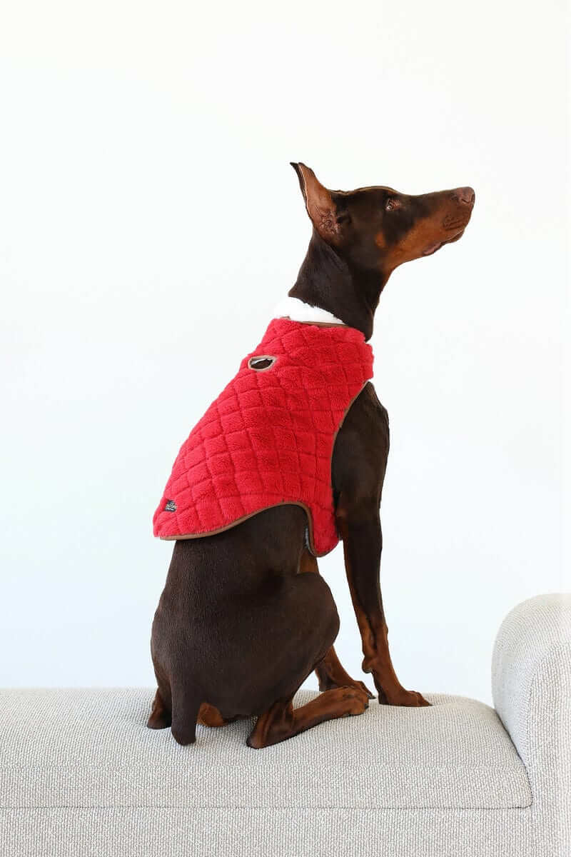 Dog wearing Pet Vest Red/Cream sitting on a couch, showcasing its stylish and comfortable design.