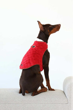 Dog wearing Pet Vest Red/Cream sitting on a couch, showcasing its stylish and comfortable design.