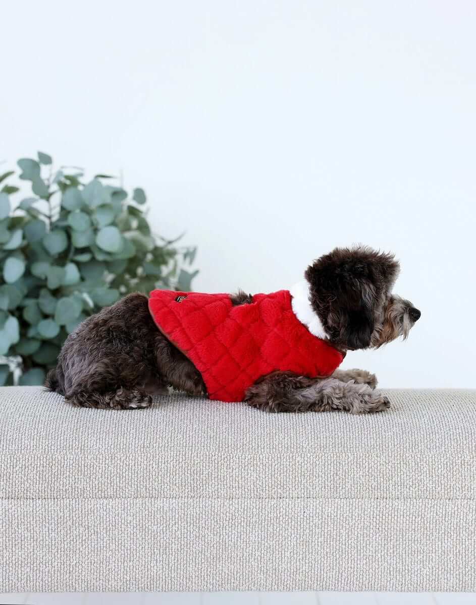 Cute dog wearing a Pet Vest in Red/Cream, lounging comfortably on a sofa with greenery in the background.