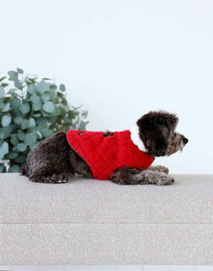 Cute dog wearing a Pet Vest in Red/Cream, lounging comfortably on a sofa with greenery in the background.