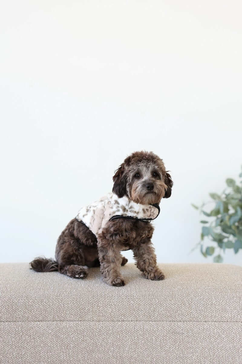Sandra/Light Gray Pet Vest on a small dog sitting gracefully on a couch, showcasing its plush and stylish design.