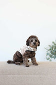 Sandra/Light Gray Pet Vest on a small dog sitting gracefully on a couch, showcasing its plush and stylish design.