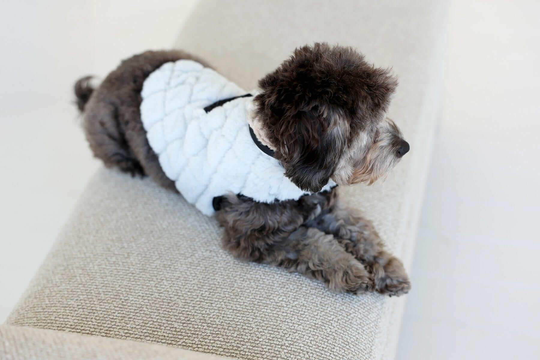 Pet Vest in Sandra/Light Gray on a cozy dog lounging on a comfy sofa.