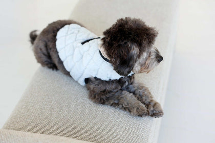 Pet Vest in Sandra/Light Gray on a cozy dog lounging on a comfy sofa.