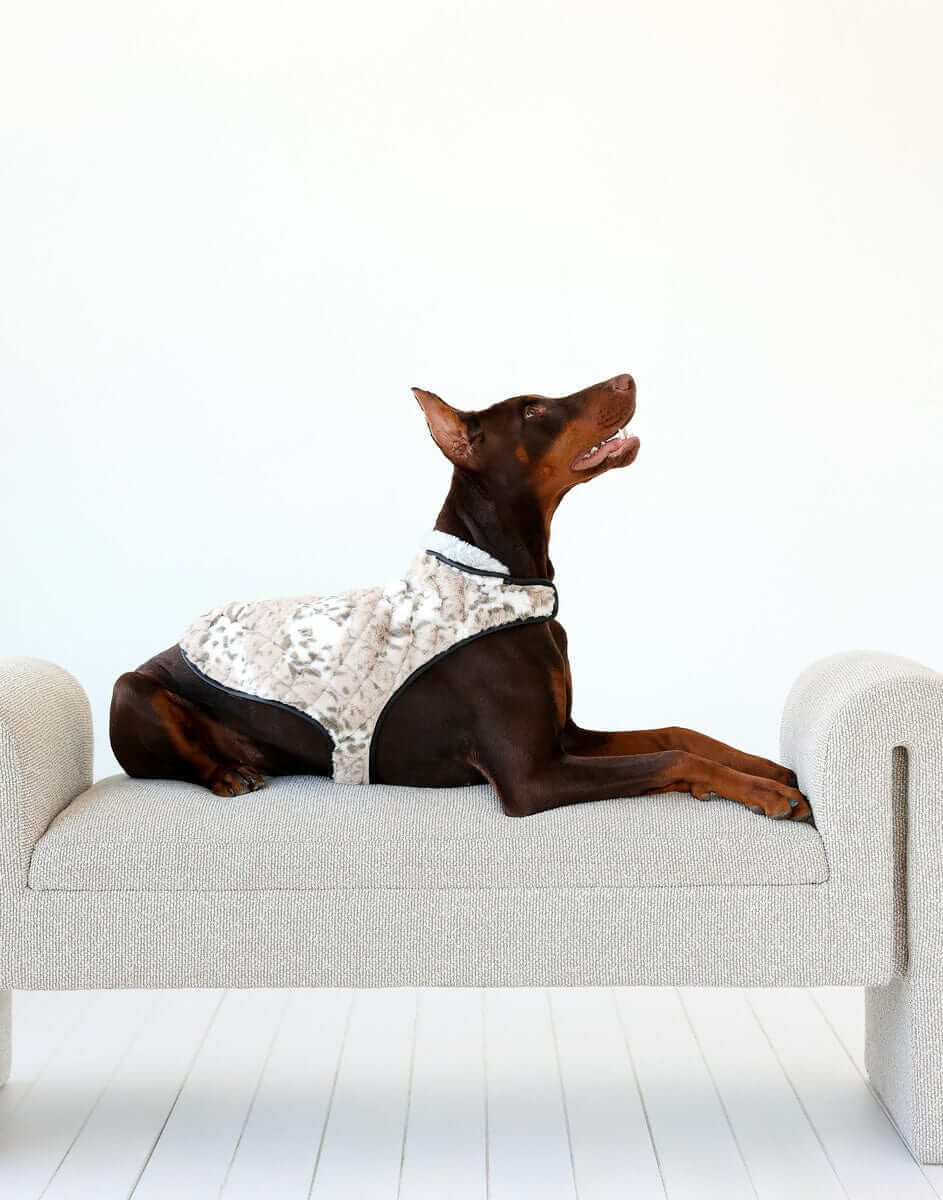 Stylish dog lounging on a modern couch, with Pet Vest in Sandra/Light Gray, showcasing luxury and comfort.