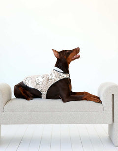 Stylish dog lounging on a modern couch, with Pet Vest in Sandra/Light Gray, showcasing luxury and comfort.