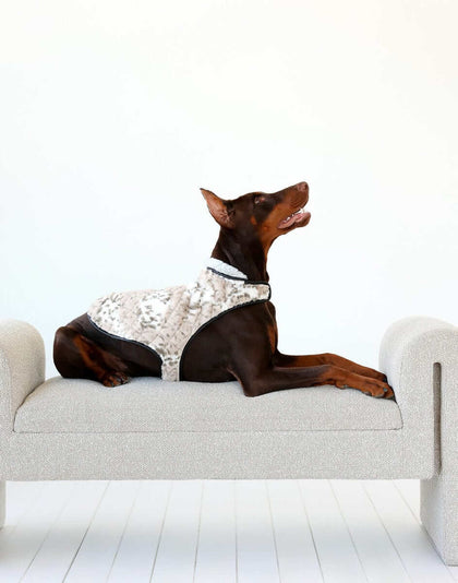 Stylish dog lounging on a modern couch, with Pet Vest in Sandra/Light Gray, showcasing luxury and comfort.